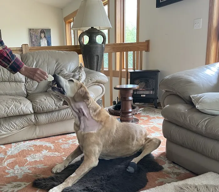 Madison Veterinary Specialists & Emergency Care Picture 3