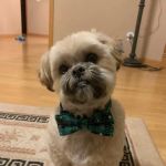 Madison Veterinary Specialists & Emergency Care