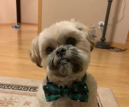 Madison Veterinary Specialists & Emergency Care