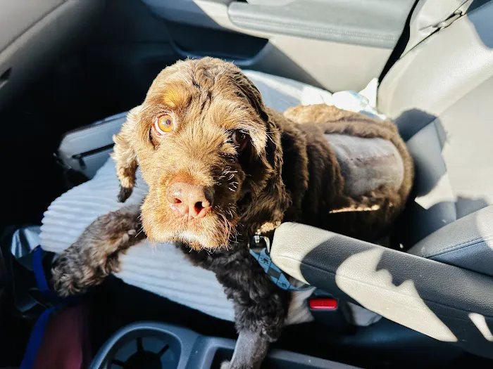 Madison Veterinary Specialists & Emergency Care Picture 6