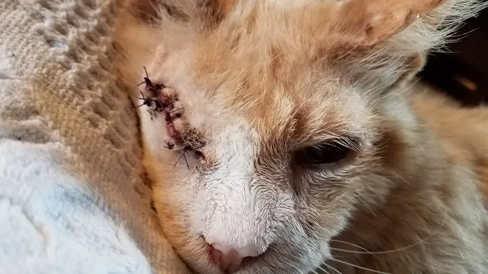 School Of Veterinary Medicine Picture 5