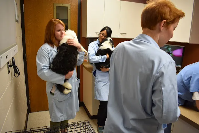 School Of Veterinary Medicine Picture 9