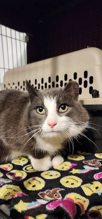 Underdog Veterinary Services Picture 3