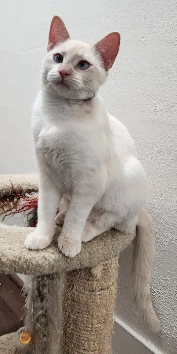 Underdog Veterinary Services Picture 5