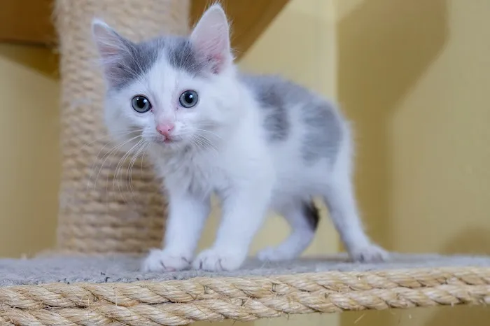 Underdog Veterinary Services Picture 6