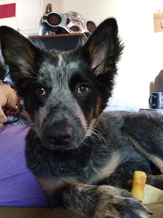 Underdog Veterinary Services Picture 4