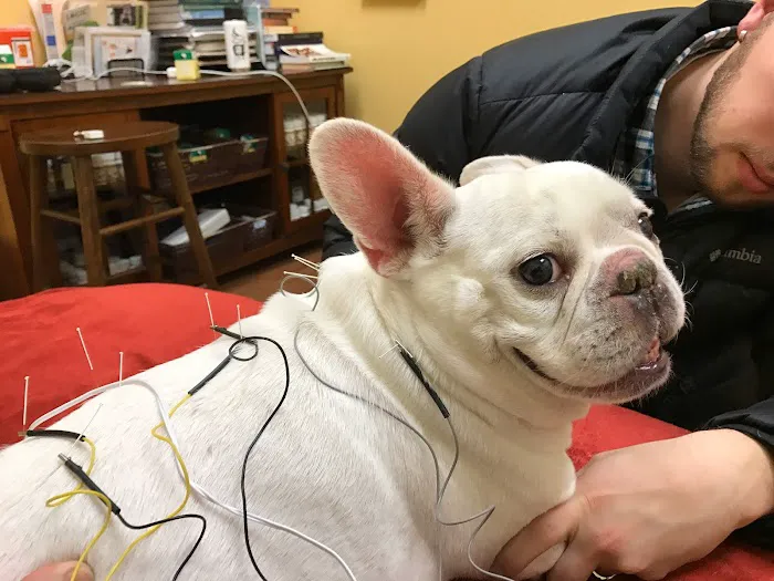 HarmonyVet Acupuncture and Spine Care Picture 1