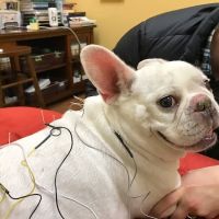 HarmonyVet Acupuncture and Spine Care ico