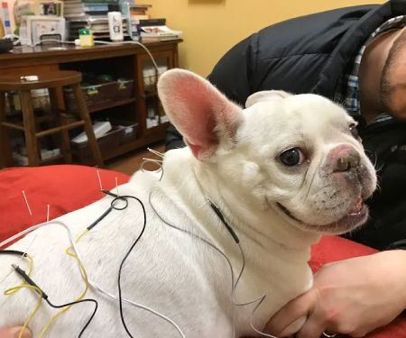 HarmonyVet Acupuncture and Spine Care