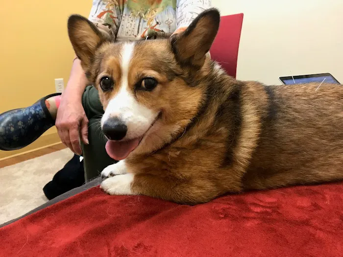 HarmonyVet Acupuncture and Spine Care Picture 4