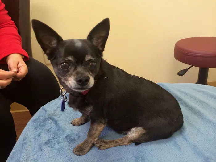 HarmonyVet Acupuncture and Spine Care Picture 2