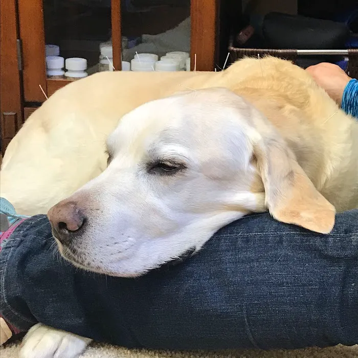 HarmonyVet Acupuncture and Spine Care Picture 3