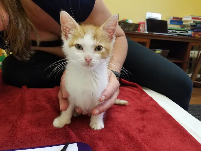 HarmonyVet Acupuncture and Spine Care Picture 5