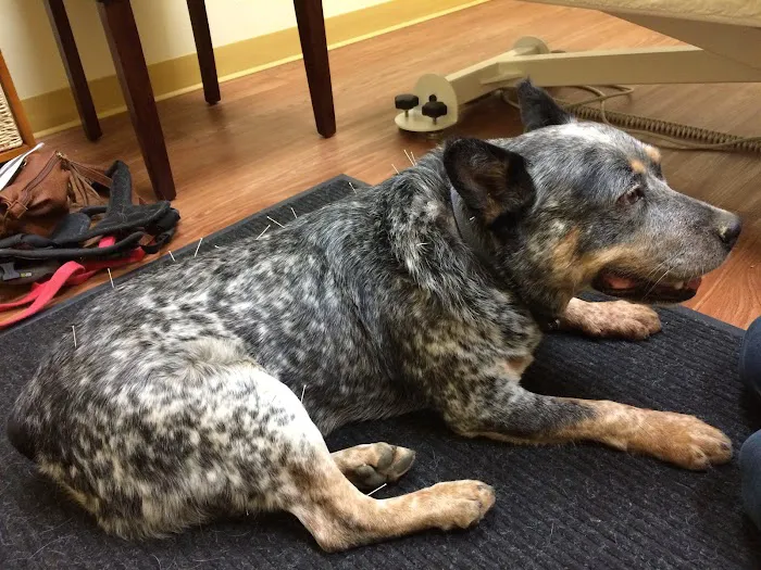 HarmonyVet Acupuncture and Spine Care Picture 8