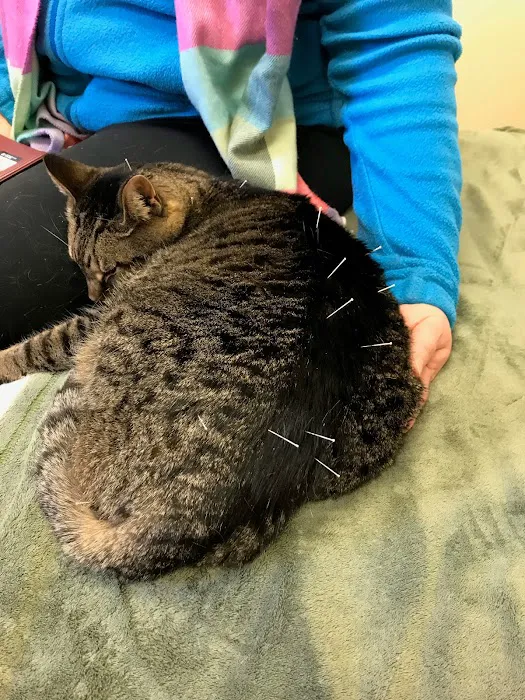 HarmonyVet Acupuncture and Spine Care Picture 10