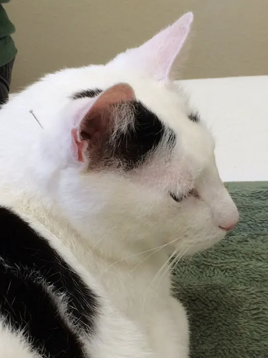 HarmonyVet Acupuncture and Spine Care Picture 9