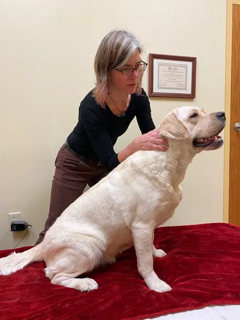 HarmonyVet Acupuncture and Spine Care Picture 7