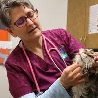 Four Lakes Veterinary Clinic ico