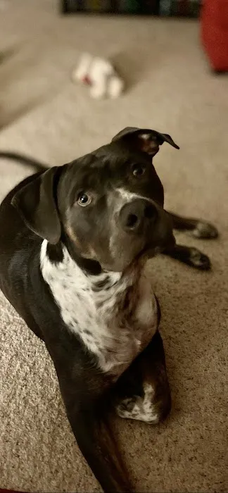 Eastside Veterinary Clinic Picture 1