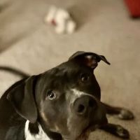 Eastside Veterinary Clinic ico