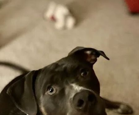 Eastside Veterinary Clinic