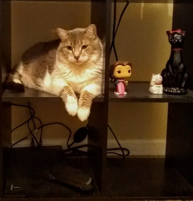 Eastside Veterinary Clinic Picture 8