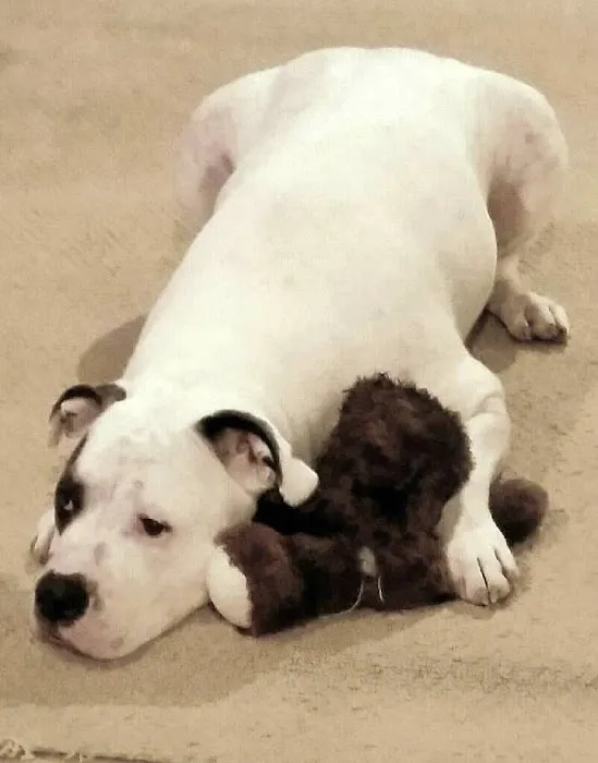 Eastside Veterinary Clinic Picture 4