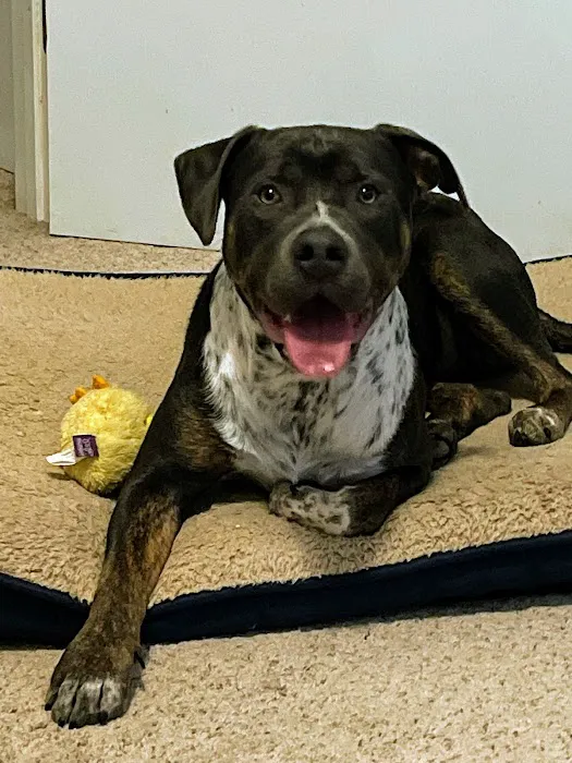 Eastside Veterinary Clinic Picture 7