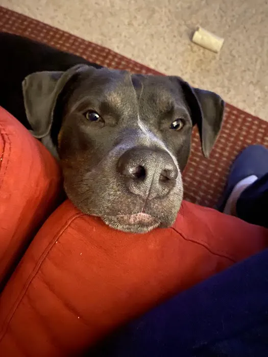 Eastside Veterinary Clinic Picture 3