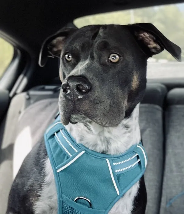 Eastside Veterinary Clinic Picture 9