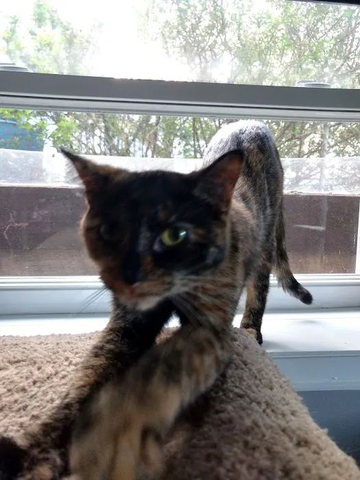 Eastside Veterinary Clinic Picture 10