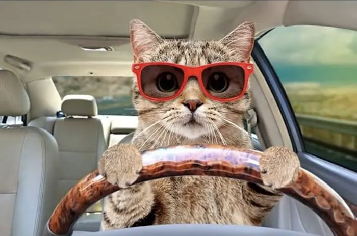 Wisconsin Community Veterinary Center Picture 4