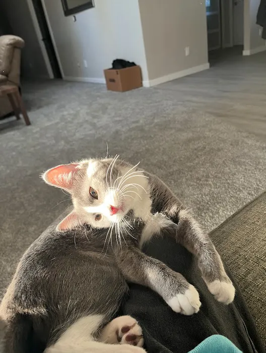 Wisconsin Community Veterinary Center Picture 2