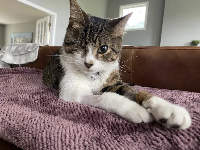 Petinary Clinic Picture 2