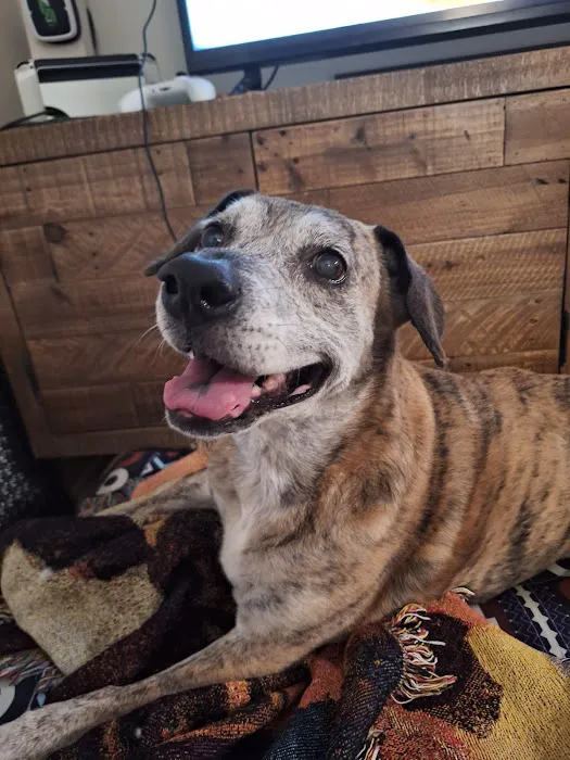 Community Care Veterinary Clinic Picture 1