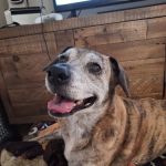 Community Care Veterinary Clinic