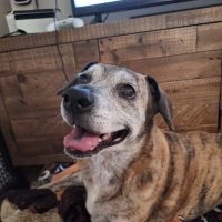 Community Care Veterinary Clinic ico