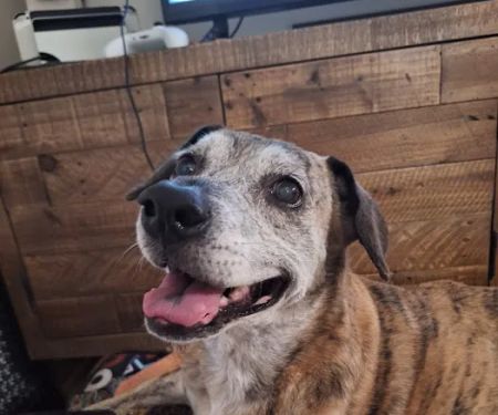 Community Care Veterinary Clinic