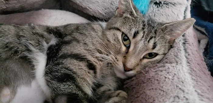 Community Care Veterinary Clinic Picture 7