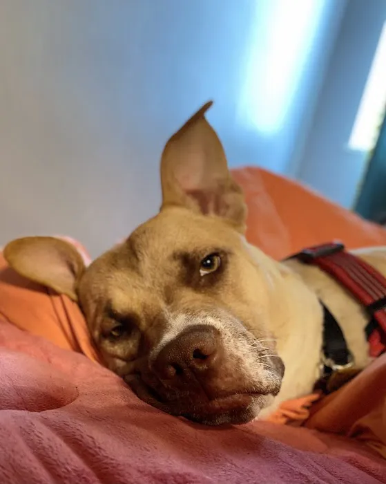 City Dog Vet Picture 3