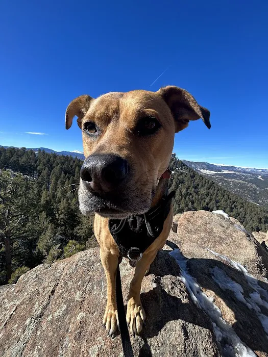 City Dog Vet Picture 5