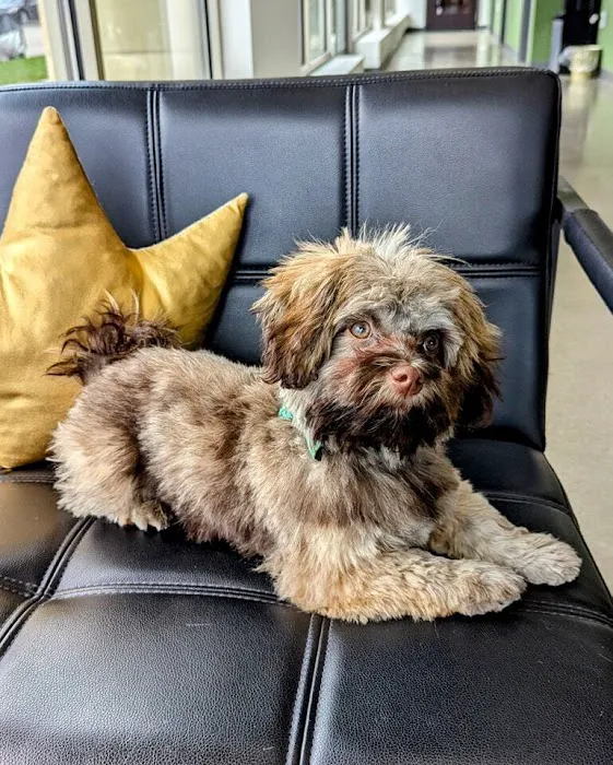 City Dog Vet Picture 6