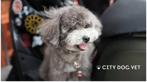 City Dog Vet Picture 9