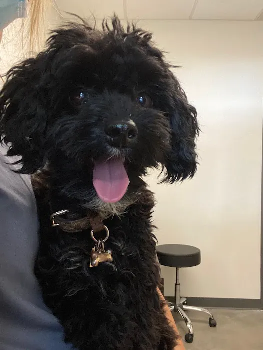 City Dog Vet Picture 7