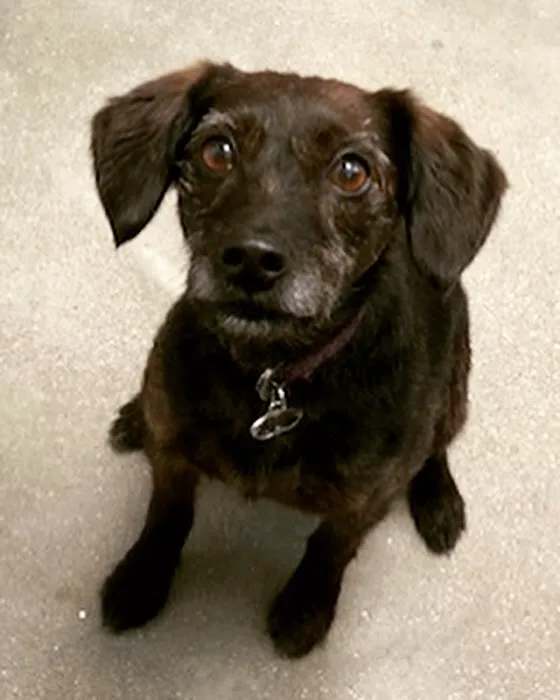 City Dog Vet Picture 10