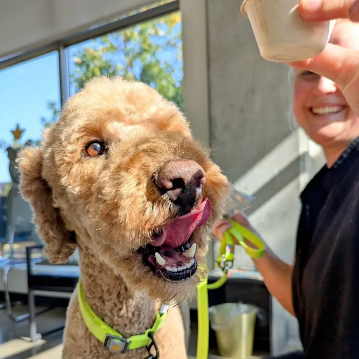 City Dog Vet Picture 8