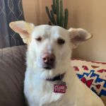 Elmbrook Veterinary Clinic