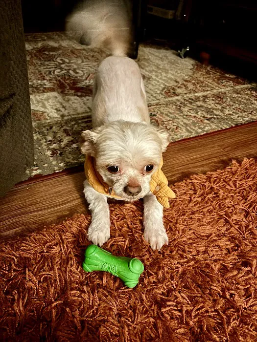 Elmbrook Veterinary Clinic Picture 9