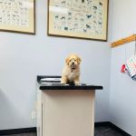 Milwaukee Animal Hospital