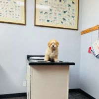 Milwaukee Animal Hospital ico